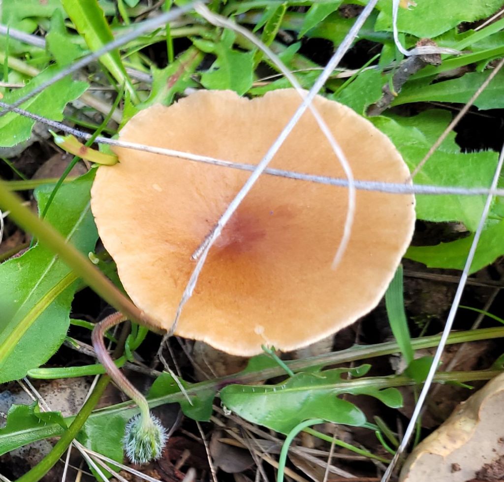 Geotropa?