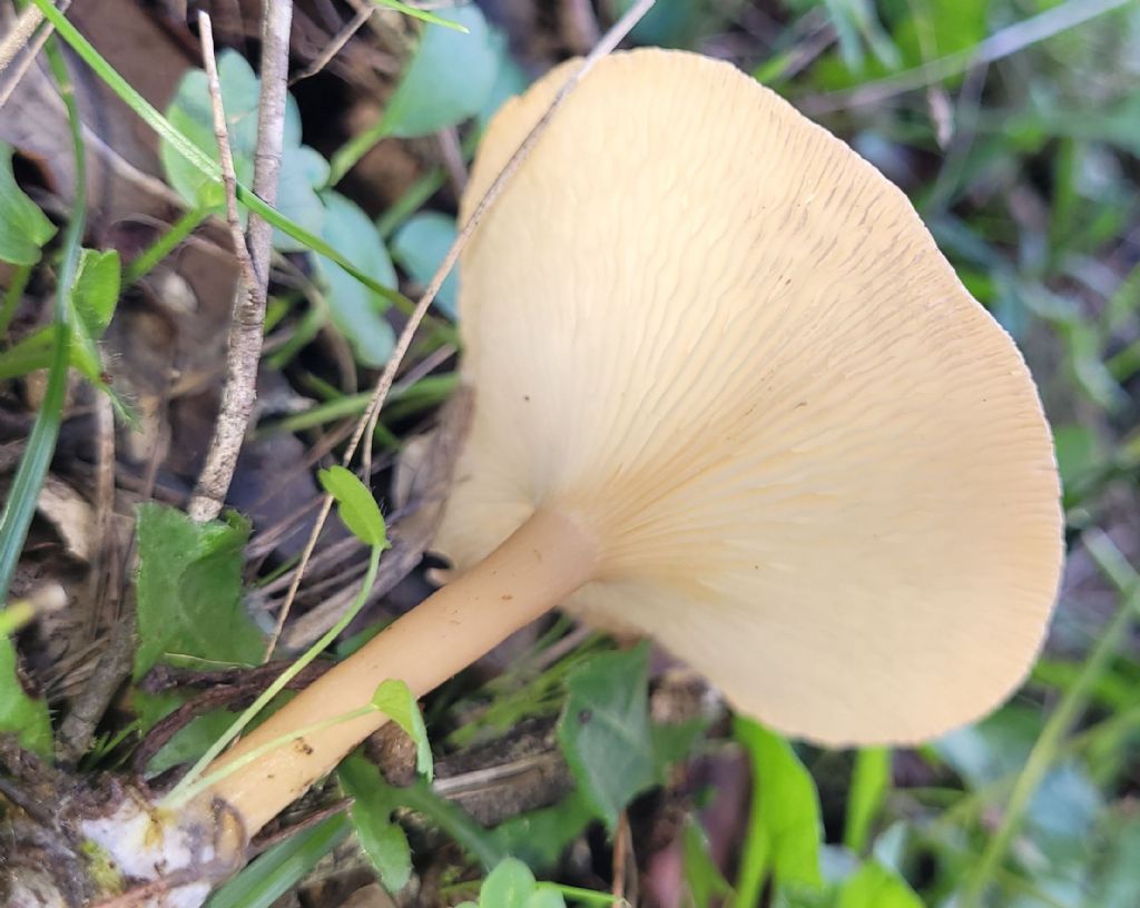 Geotropa?