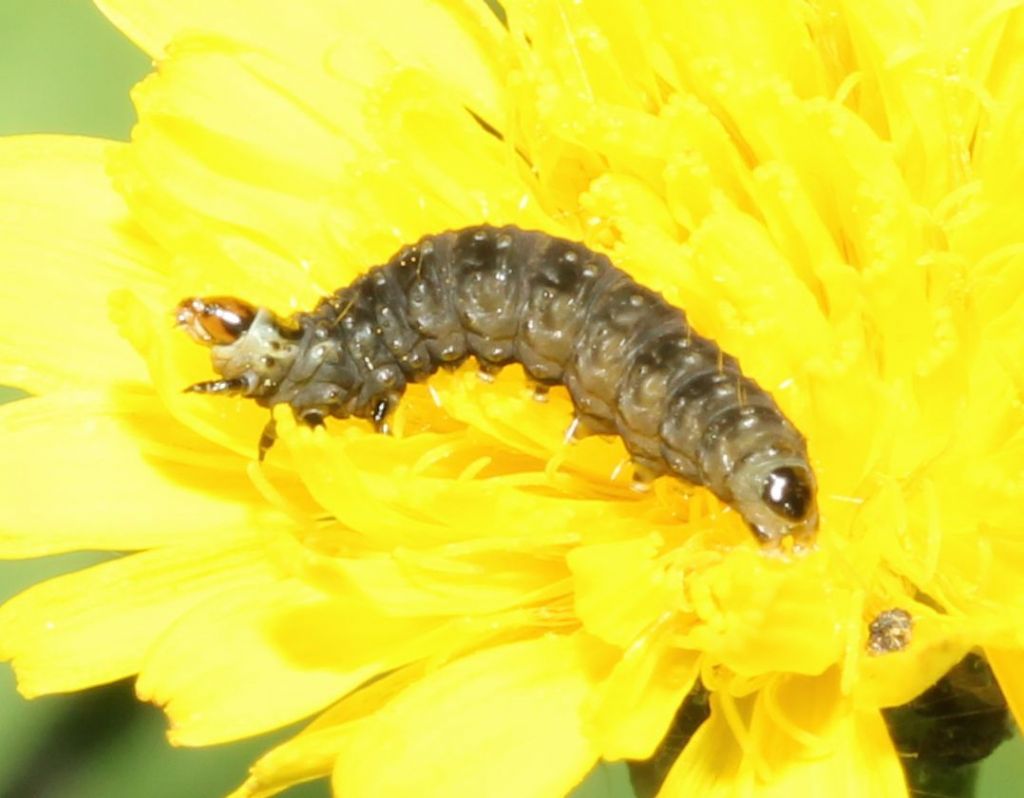 Larva di Cnephasia incertana ?