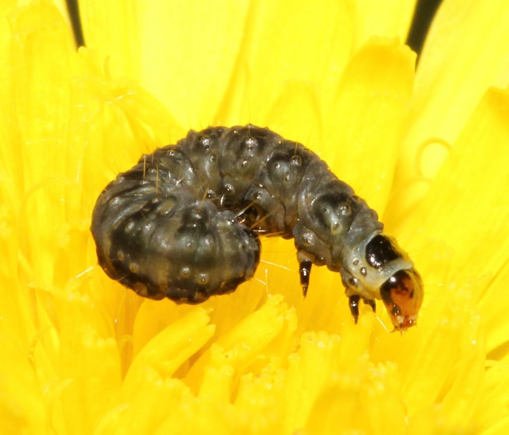 Larva di Cnephasia incertana ?