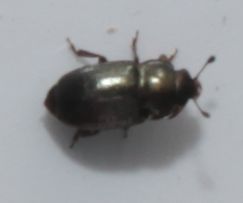 Nitidulidae: cfr. trib Meligethini