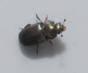 Nitidulidae: cfr. trib Meligethini