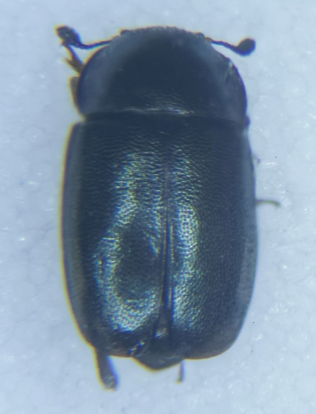 Nitidulidae: cfr. trib Meligethini