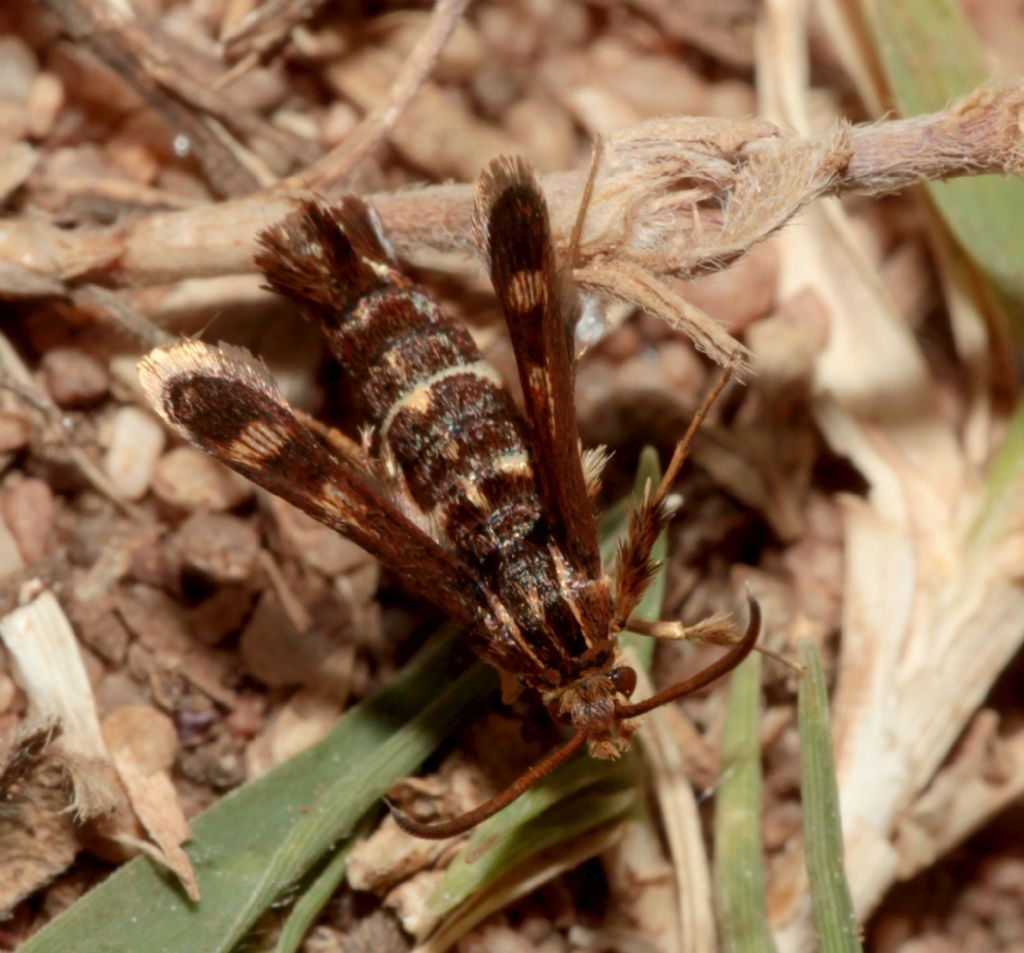 Sesiidae da determinare.