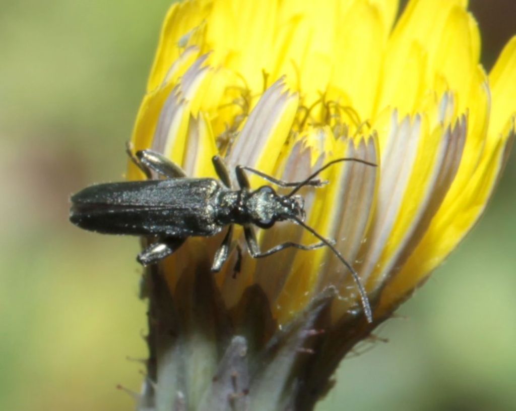 Oedemeridae: Oedemera crassipes, maschio
