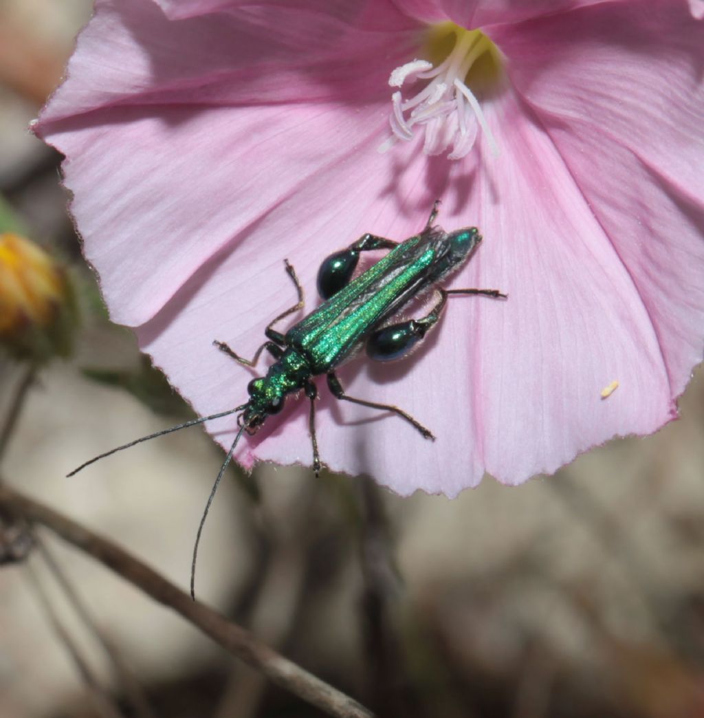 Oedemeridae: Oedemera nobilis, maschio