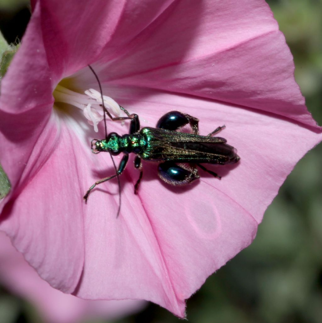 Oedemeridae: Oedemera nobilis, maschio