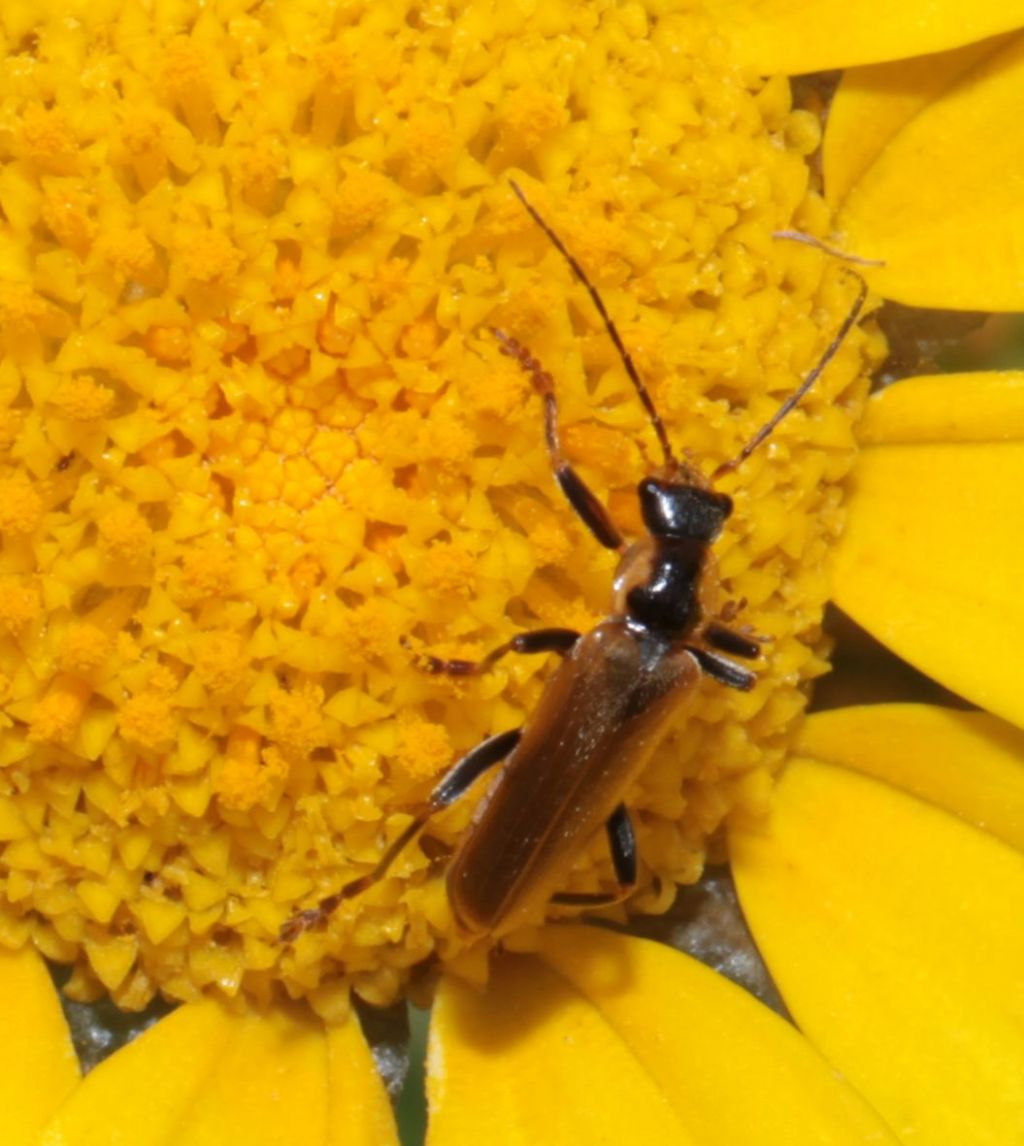 Cantharidae: Cantharis inculta