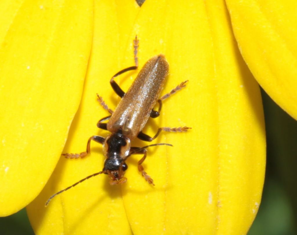 Cantharidae: Cantharis inculta