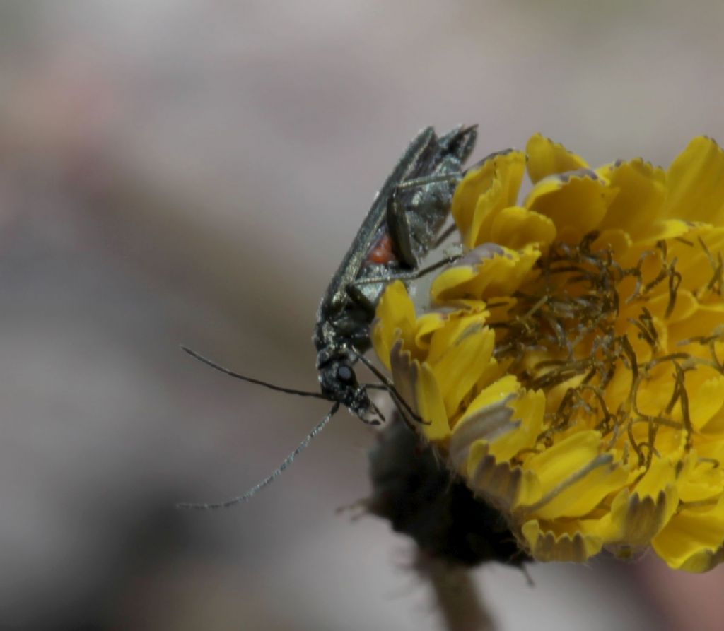 Oedemeridae: Oedemera crassipes, maschio