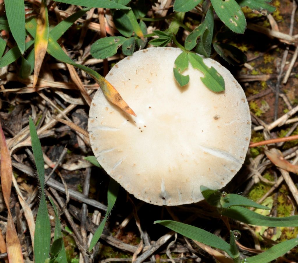 Fungo primaverile da determinare.