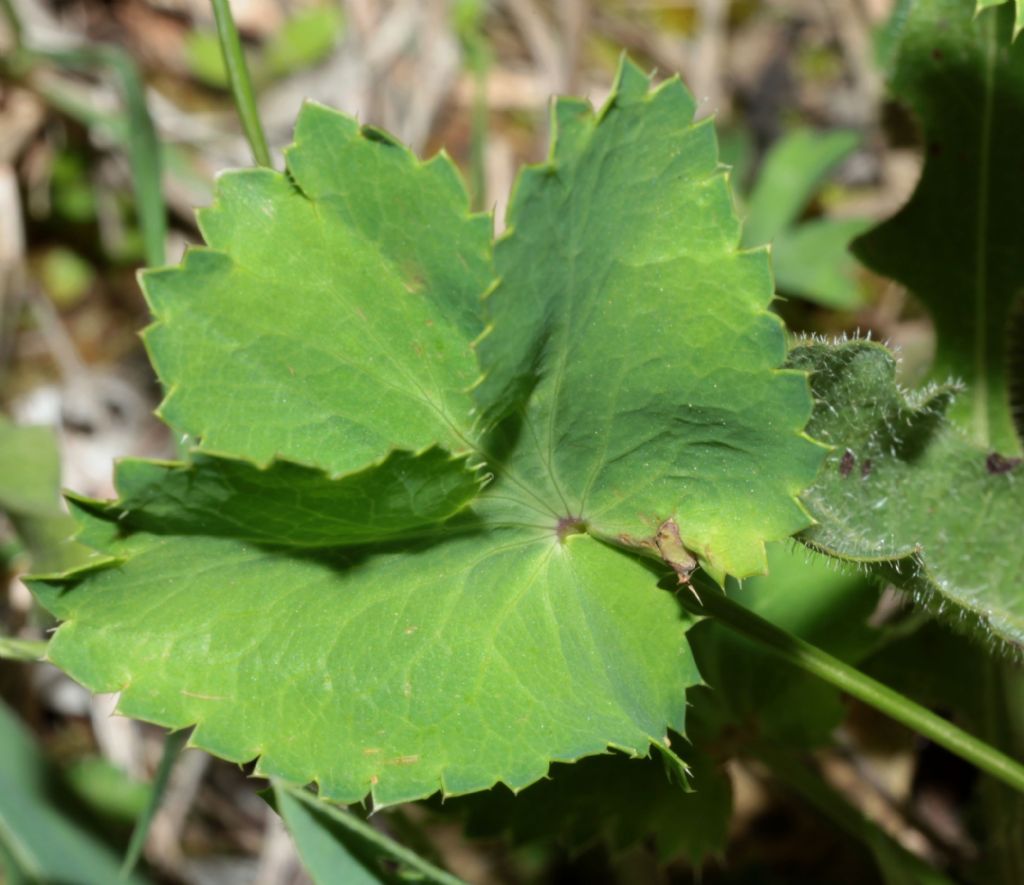 Pianta erbacea.