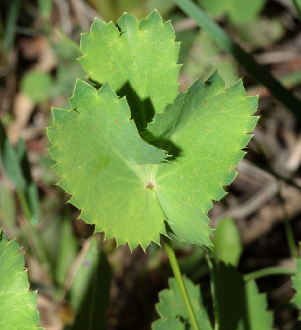 Pianta erbacea.