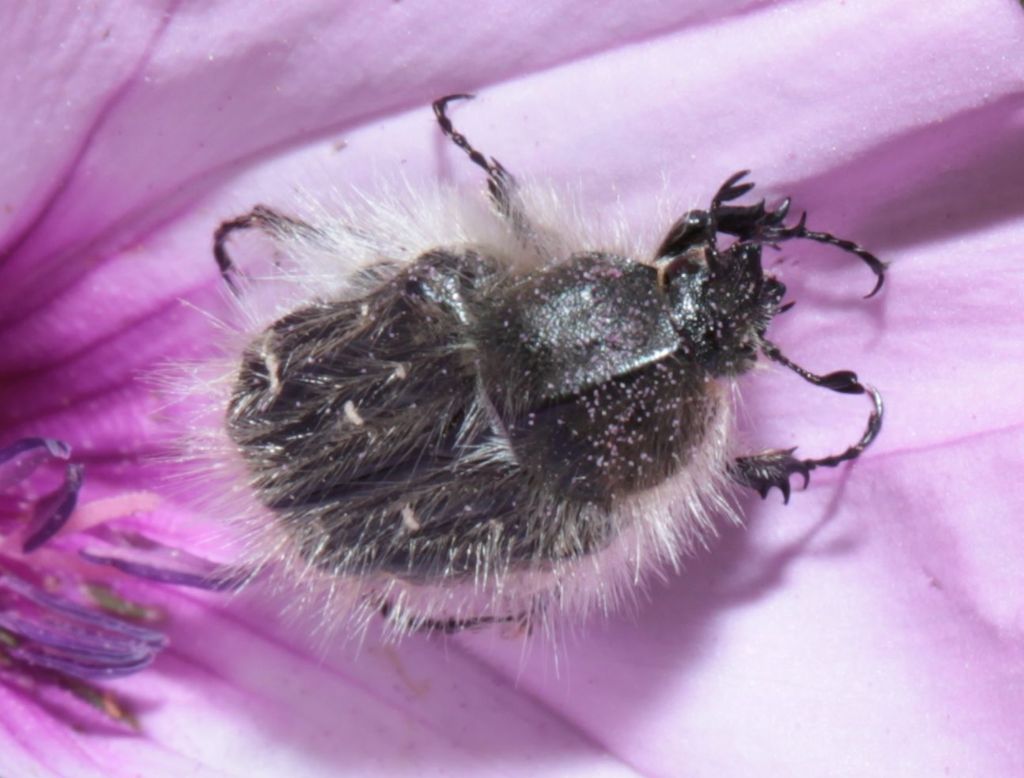 Cetoniidae: Tropinota squalida o hirta? T. squallida (= T. squalida)