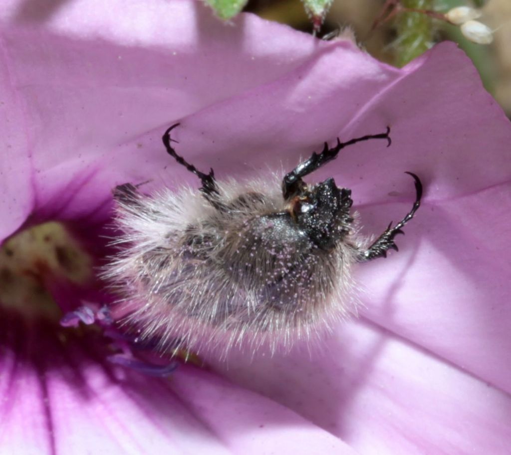 Cetoniidae: Tropinota squalida o hirta? T. squallida (= T. squalida)