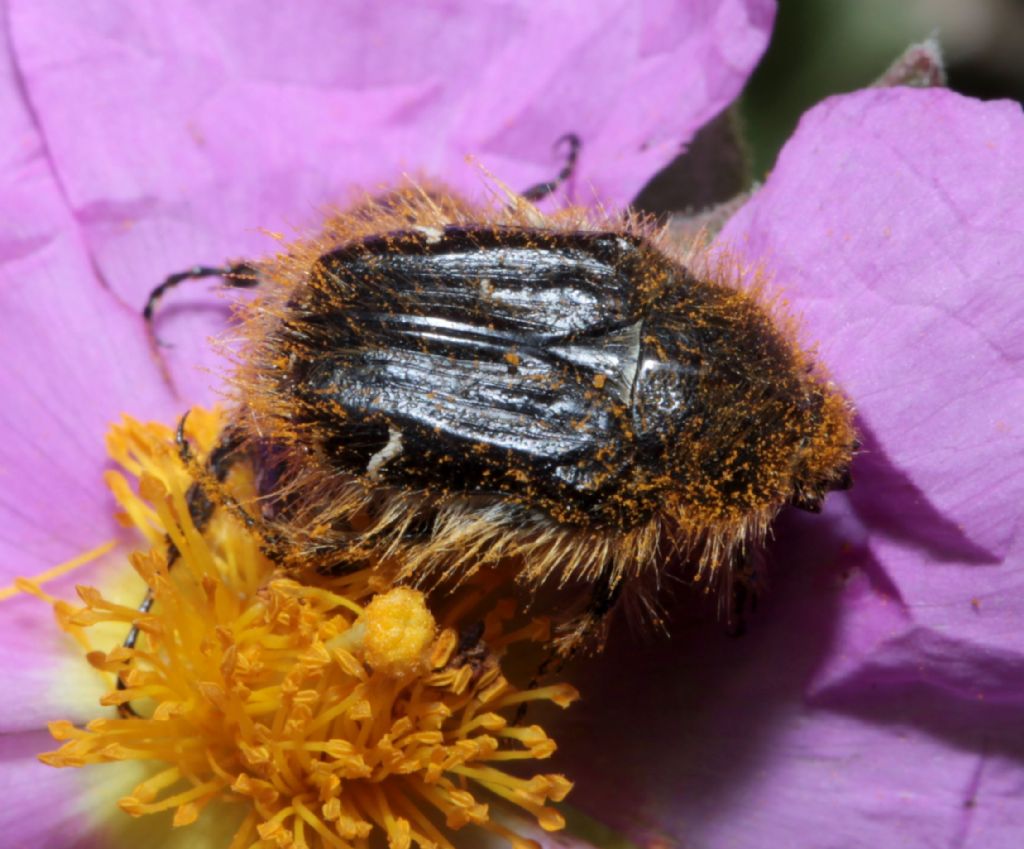 Tropinota squalida o hyrta? (2)