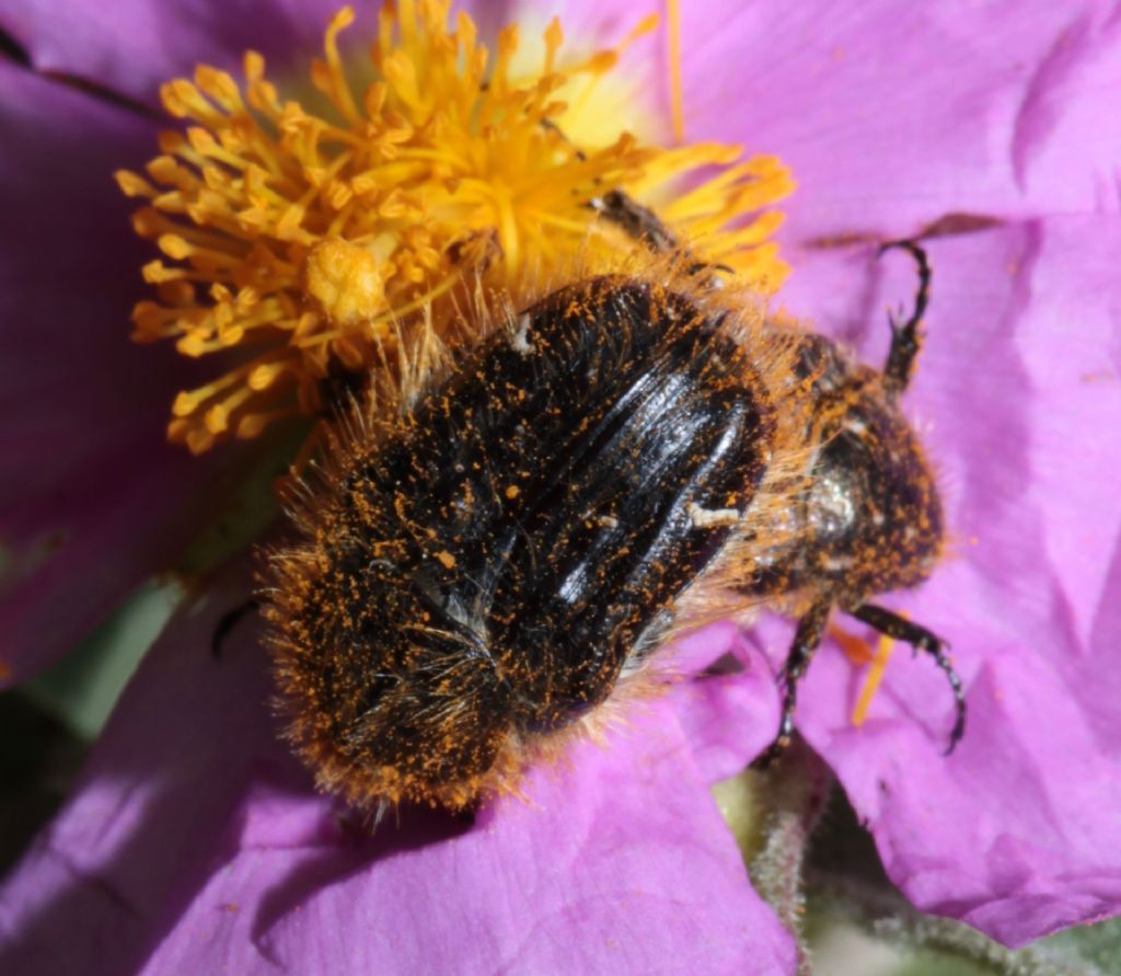 Tropinota squalida o hyrta? (2)