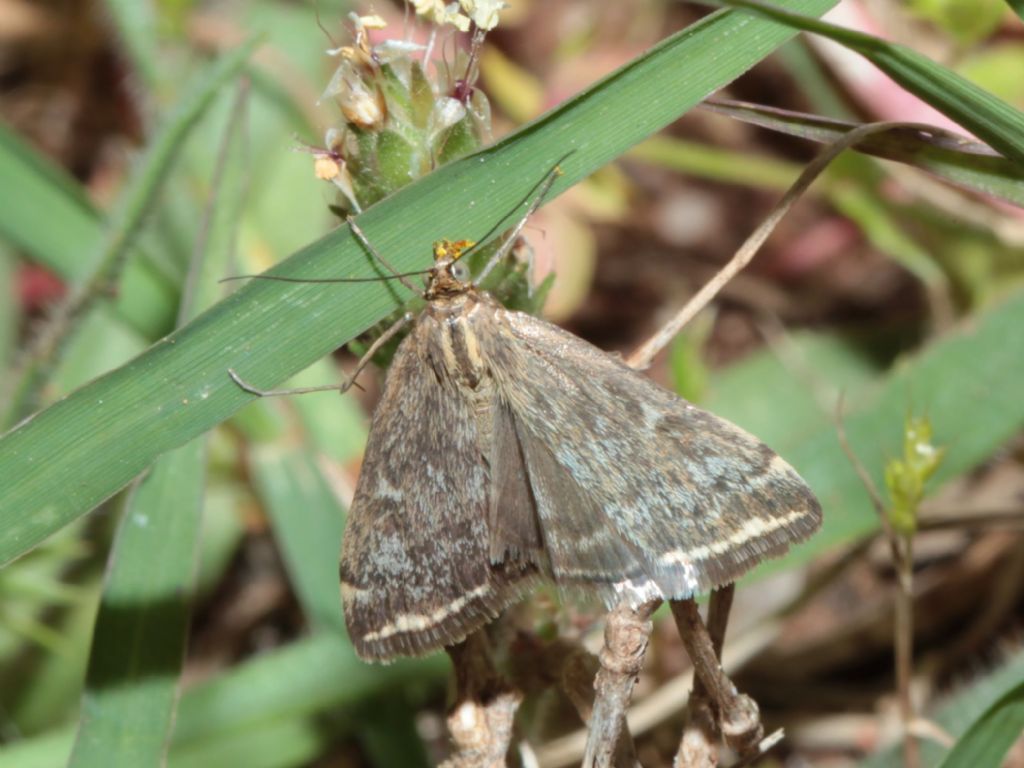 Falena 2 - Loxostege sticticalis