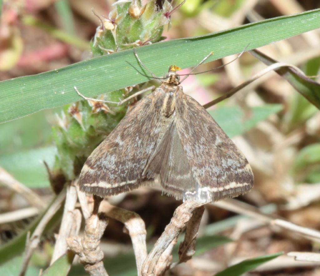 Falena 2 - Loxostege sticticalis