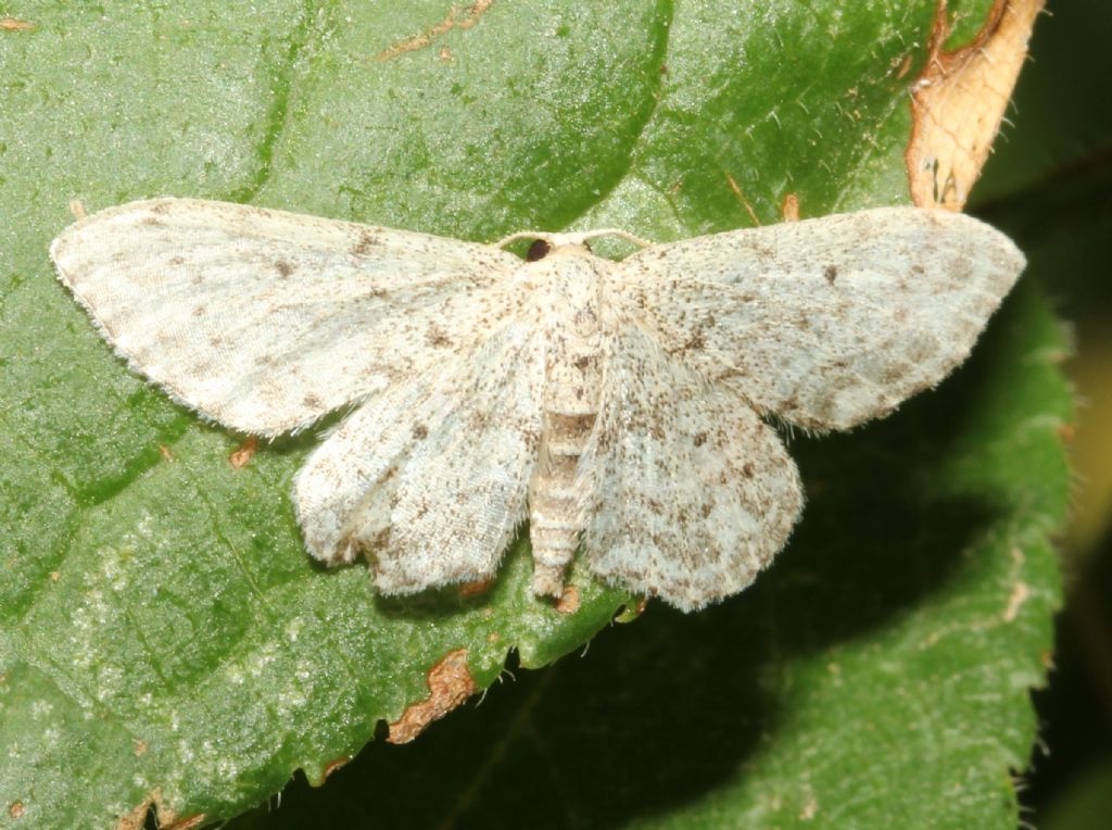 Idaea seriata ?