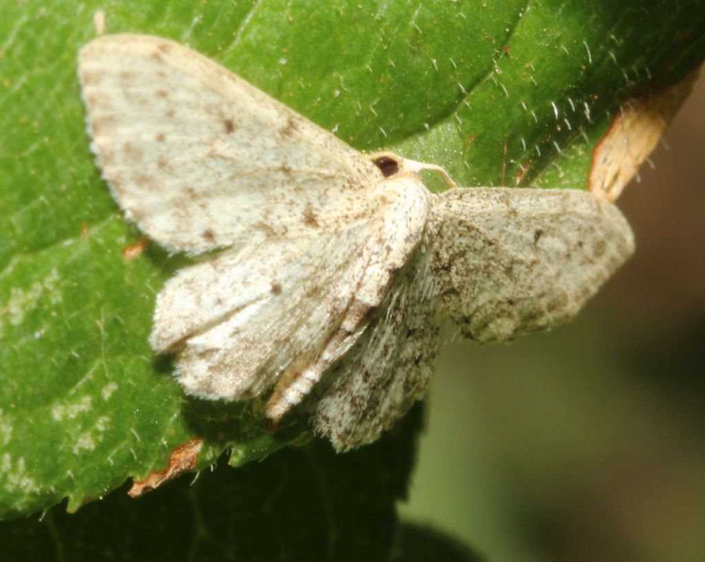 Idaea seriata ?