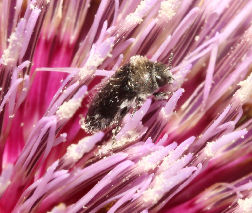 Buprestide peloso: Acmaeoderella perroti franzinii