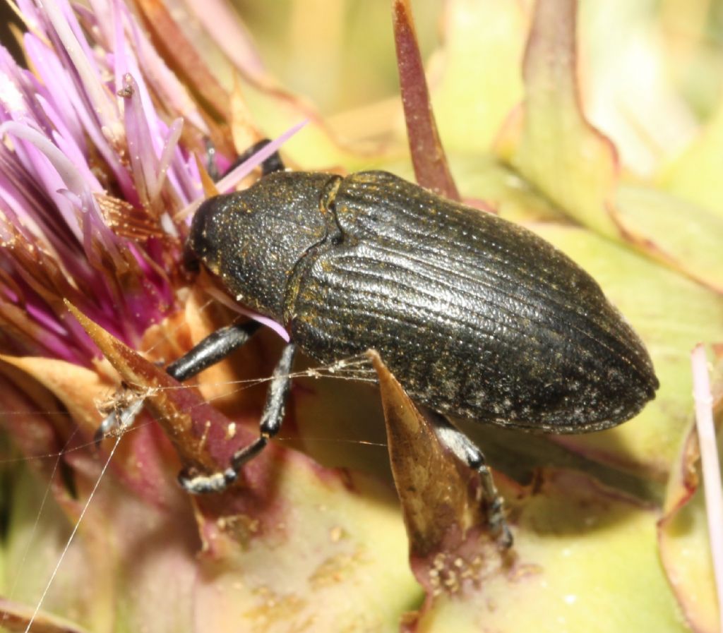 Ancora Larynus: cynarae o ursus?