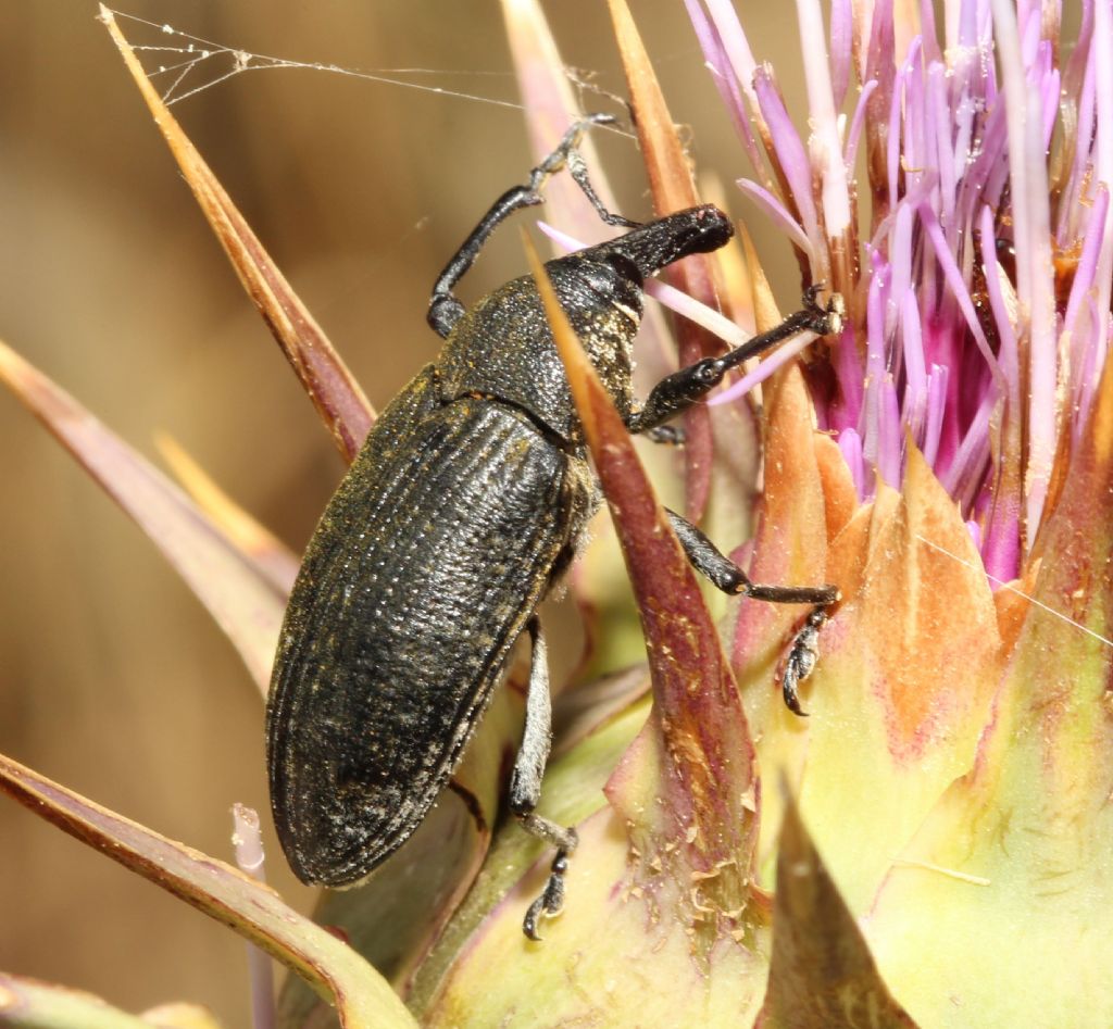 Ancora Larynus: cynarae o ursus?