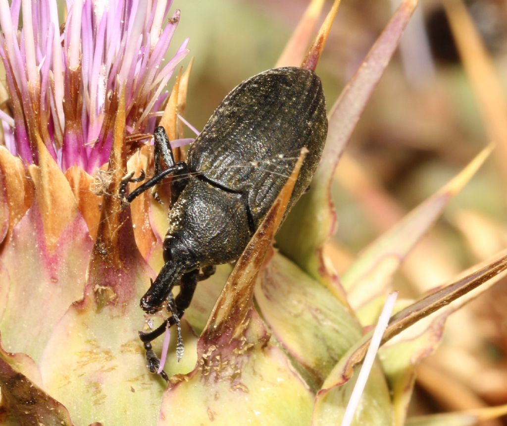 Ancora Larynus: cynarae o ursus?