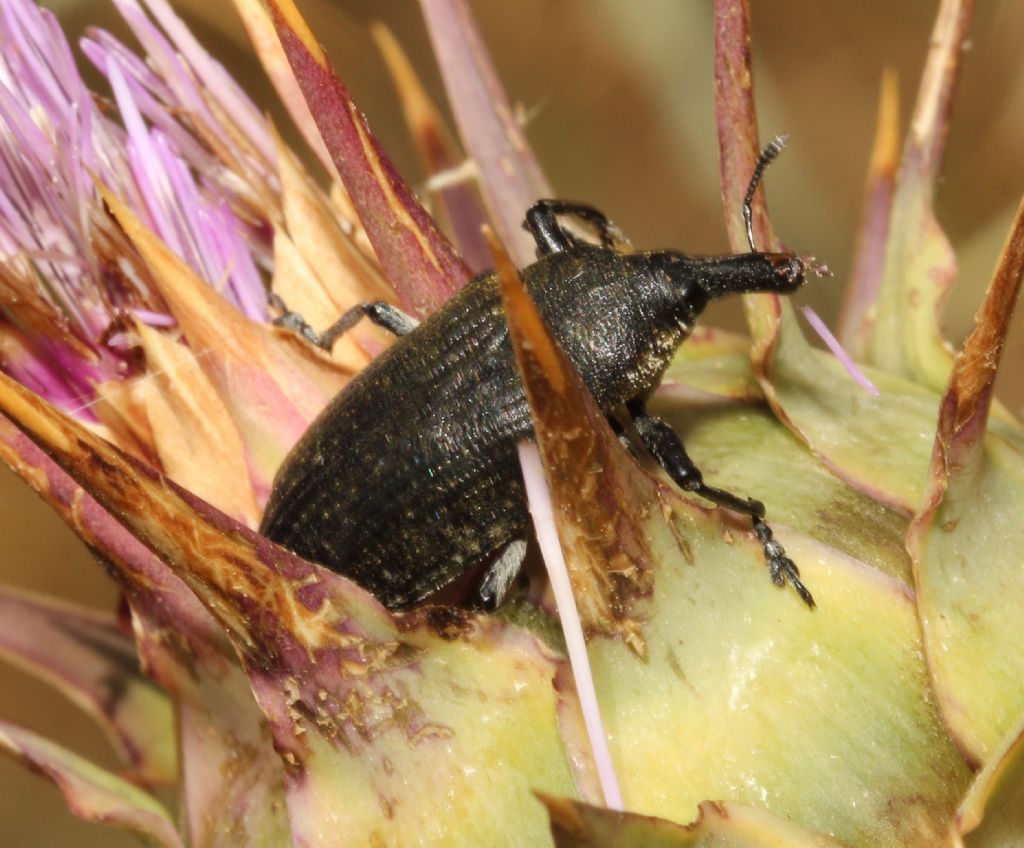 Ancora Larynus: cynarae o ursus?