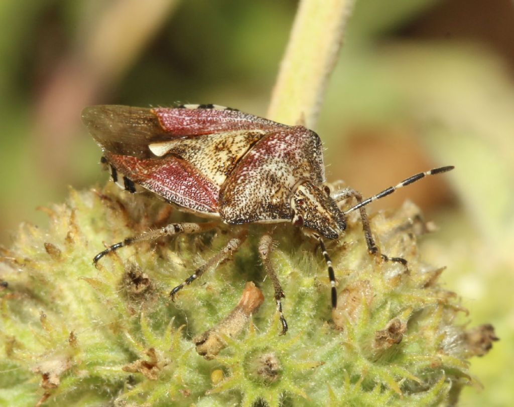 Pentatomidae da determinare.