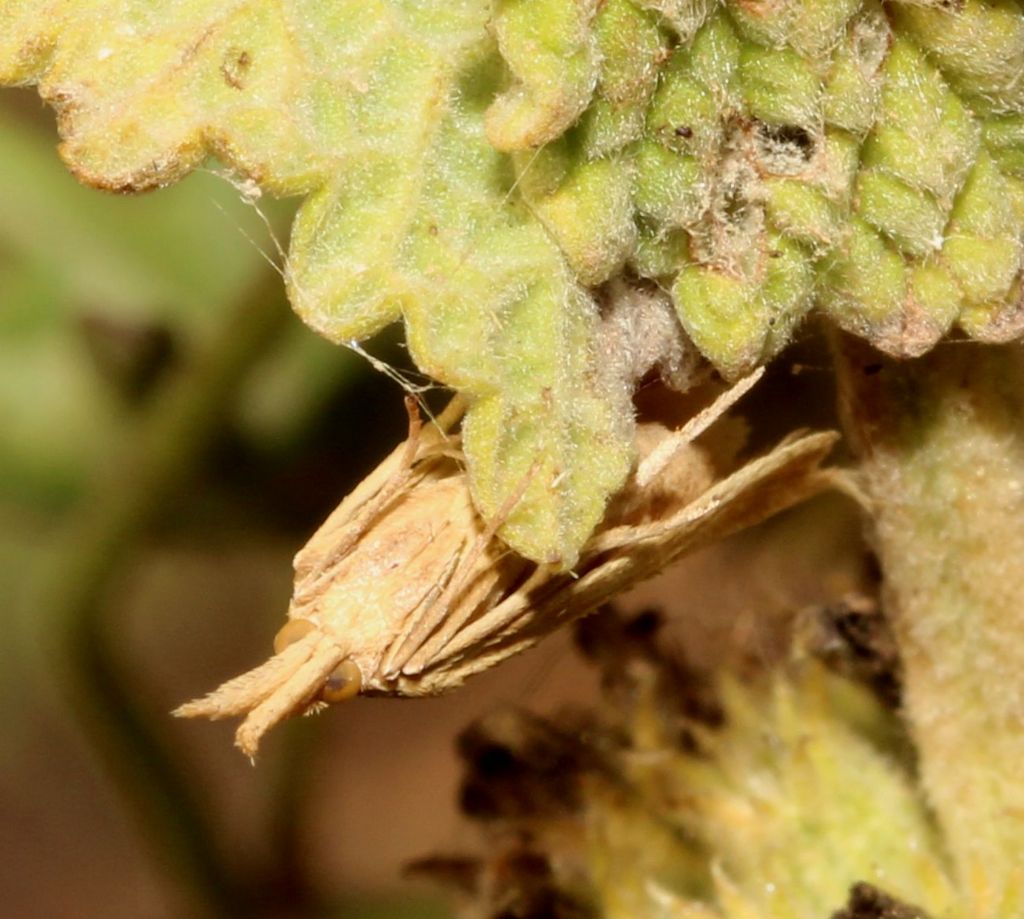 Crambidae?