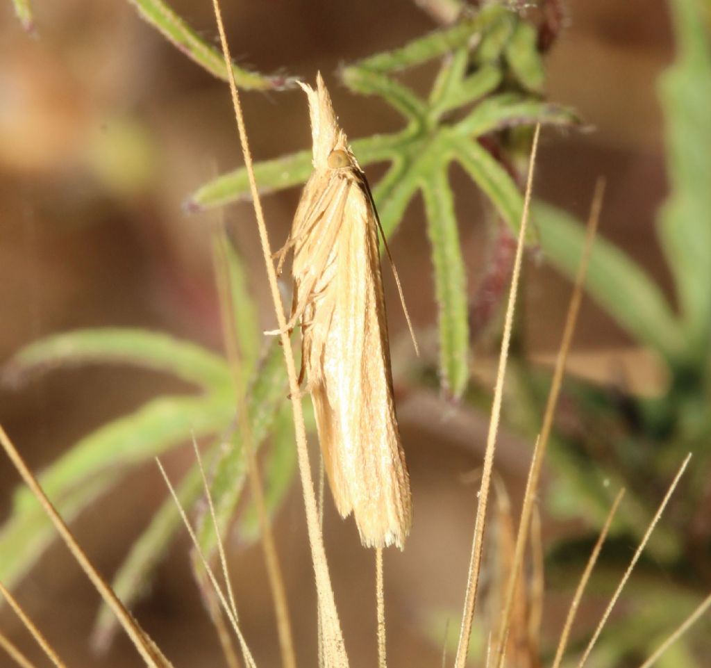 Crambidae?