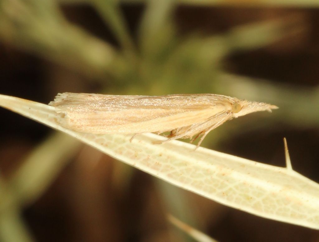 Crambidae?