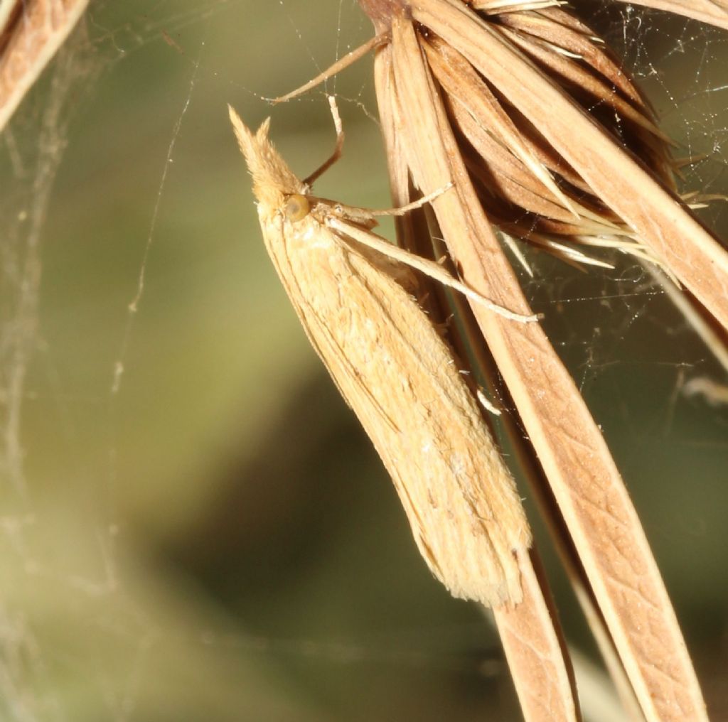 Crambidae?