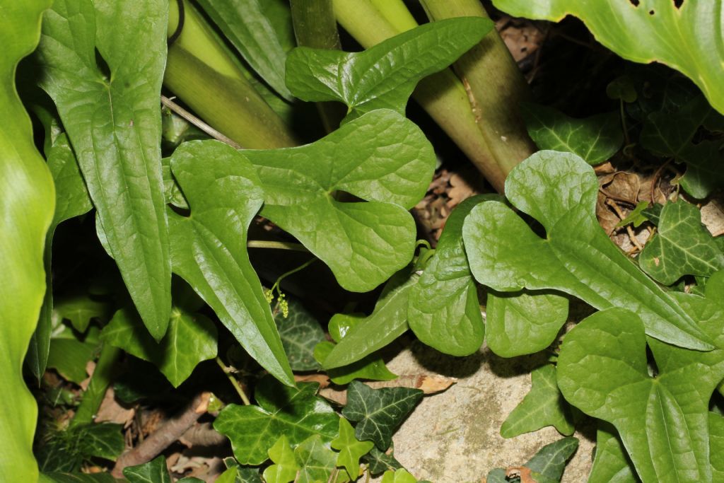 Rampicante: Dioscorea communis