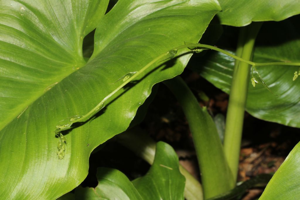 Rampicante: Dioscorea communis