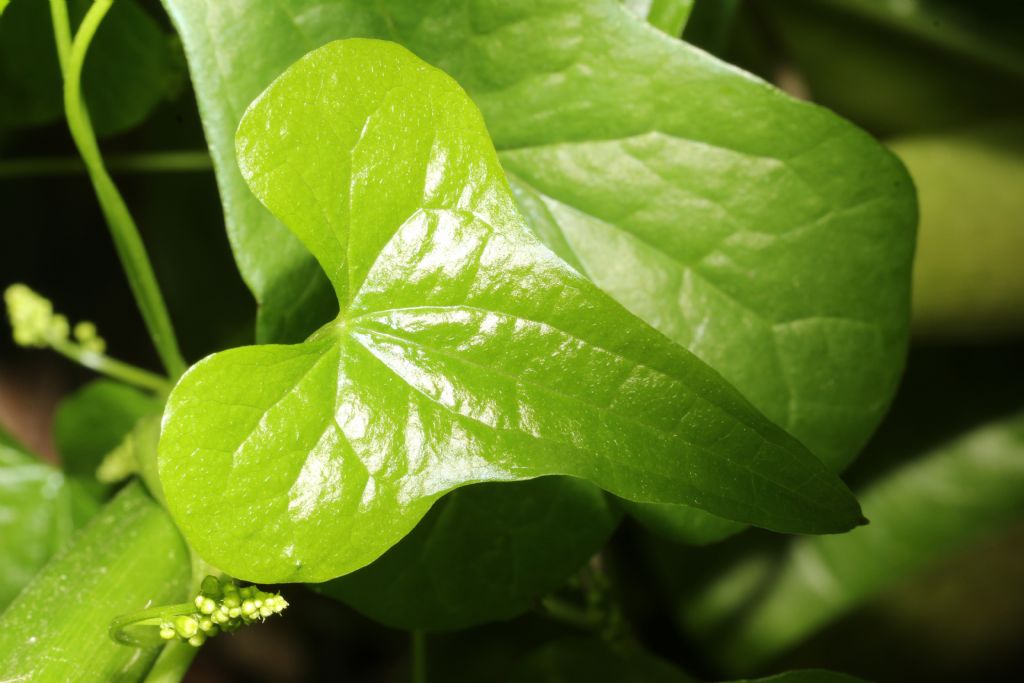 Rampicante: Dioscorea communis