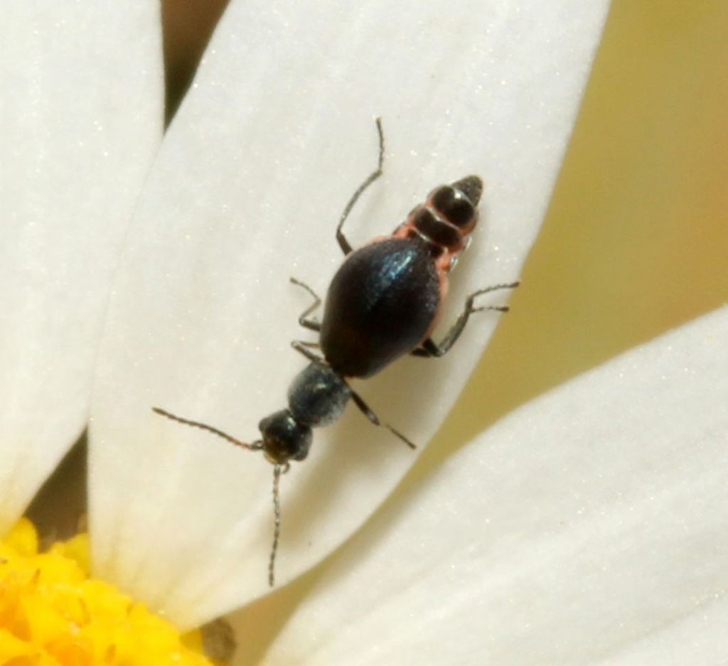 Malachiidae: Charopus sp. (cfr. rotundatus)