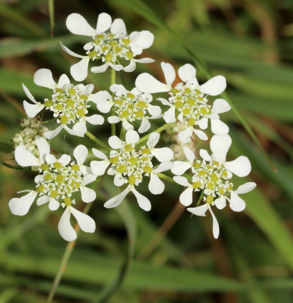 Pianta da determinare