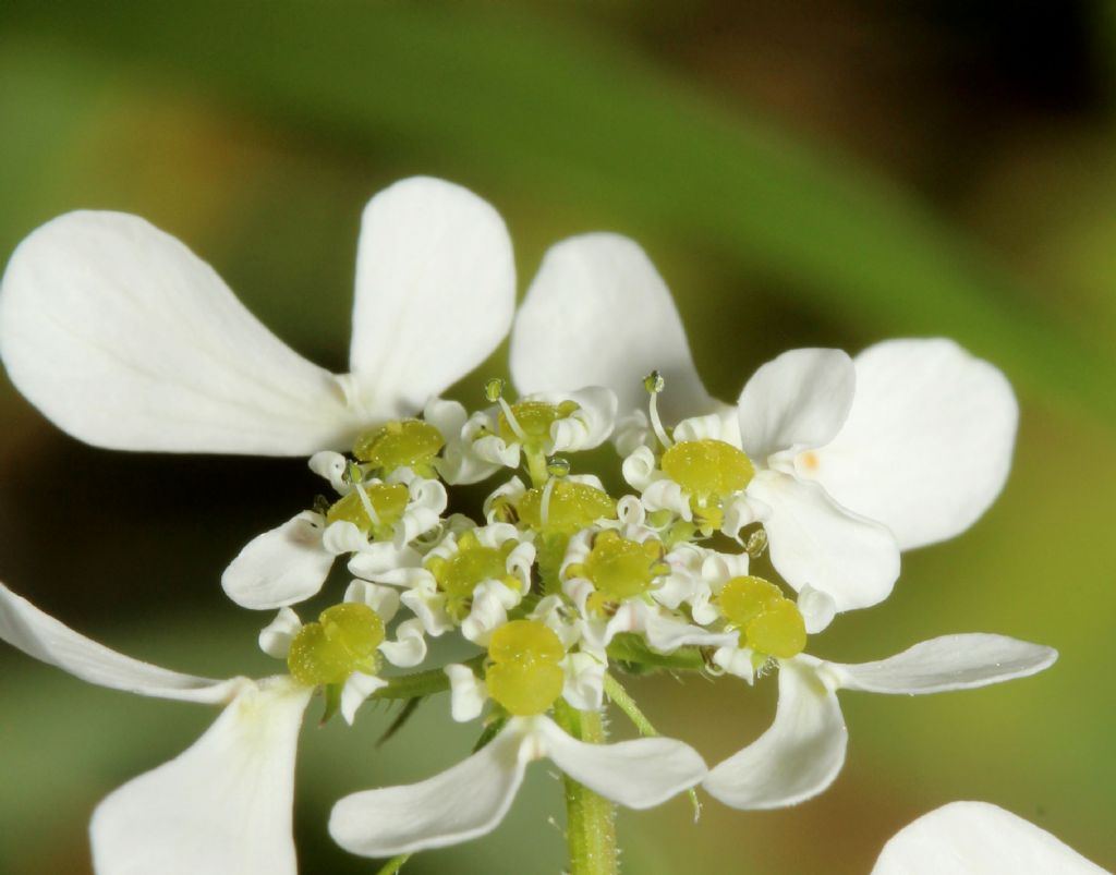 Pianta da determinare