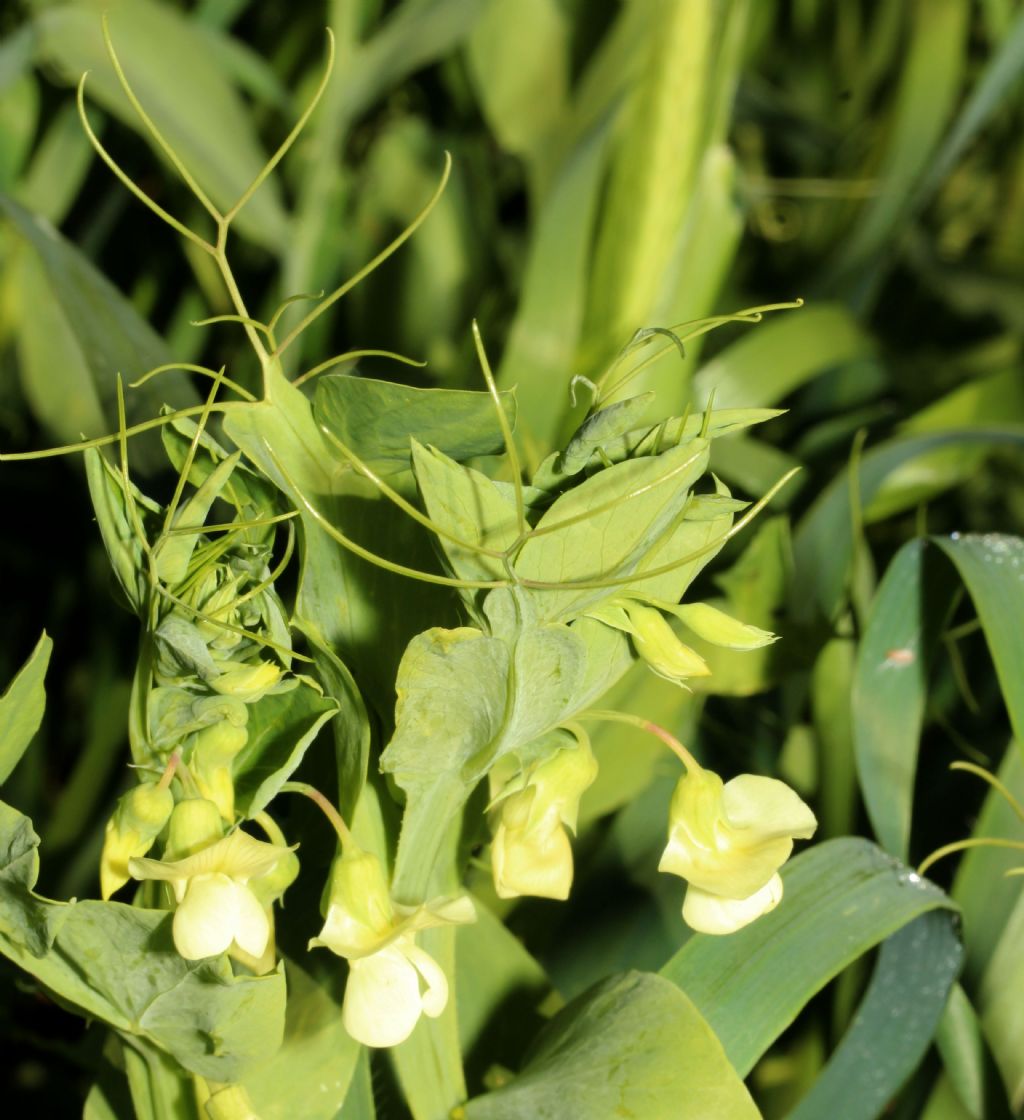 Pisello selvatico da determinare.