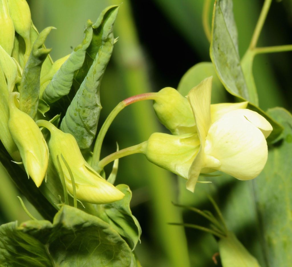 Pisello selvatico da determinare.