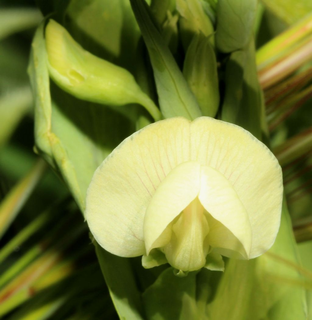 Pisello selvatico da determinare.