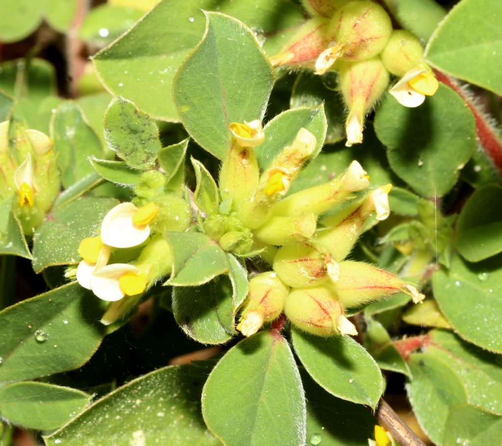 Fabacea da determinare