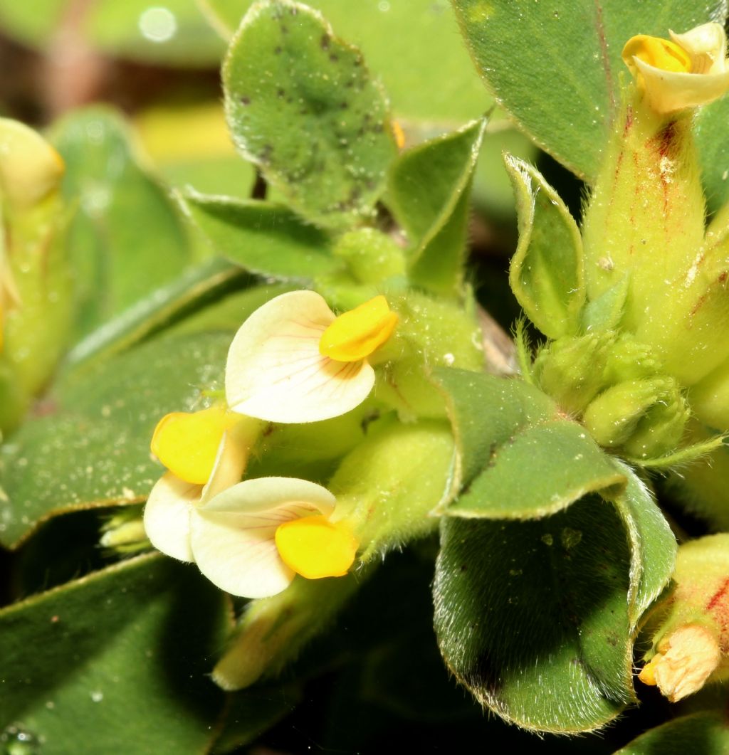 Fabacea da determinare