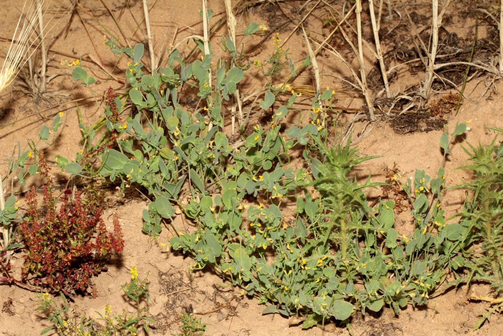 Coronilla scorpioides