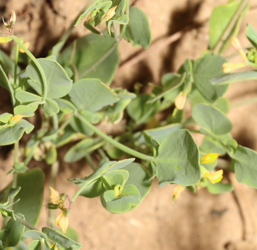 Coronilla scorpioides