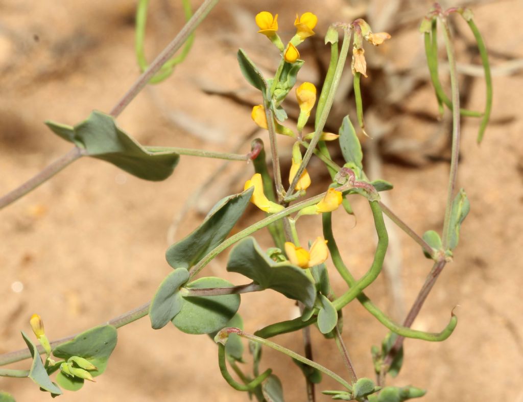 Coronilla scorpioides