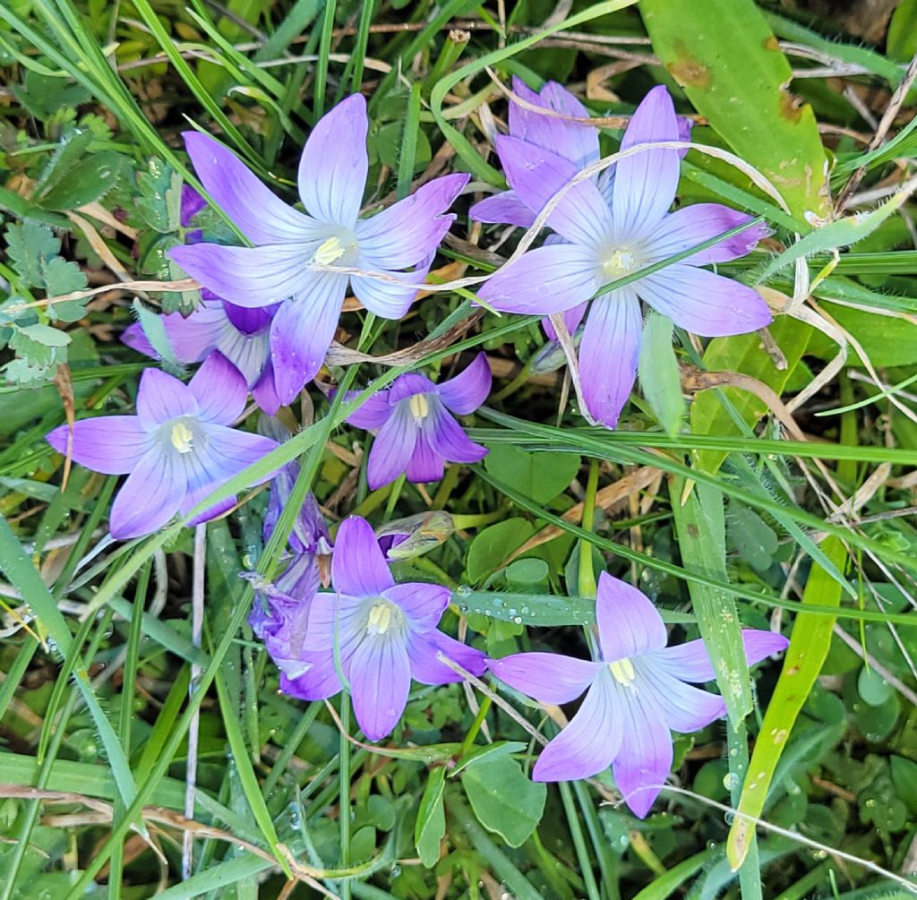 Romulea ligustica
